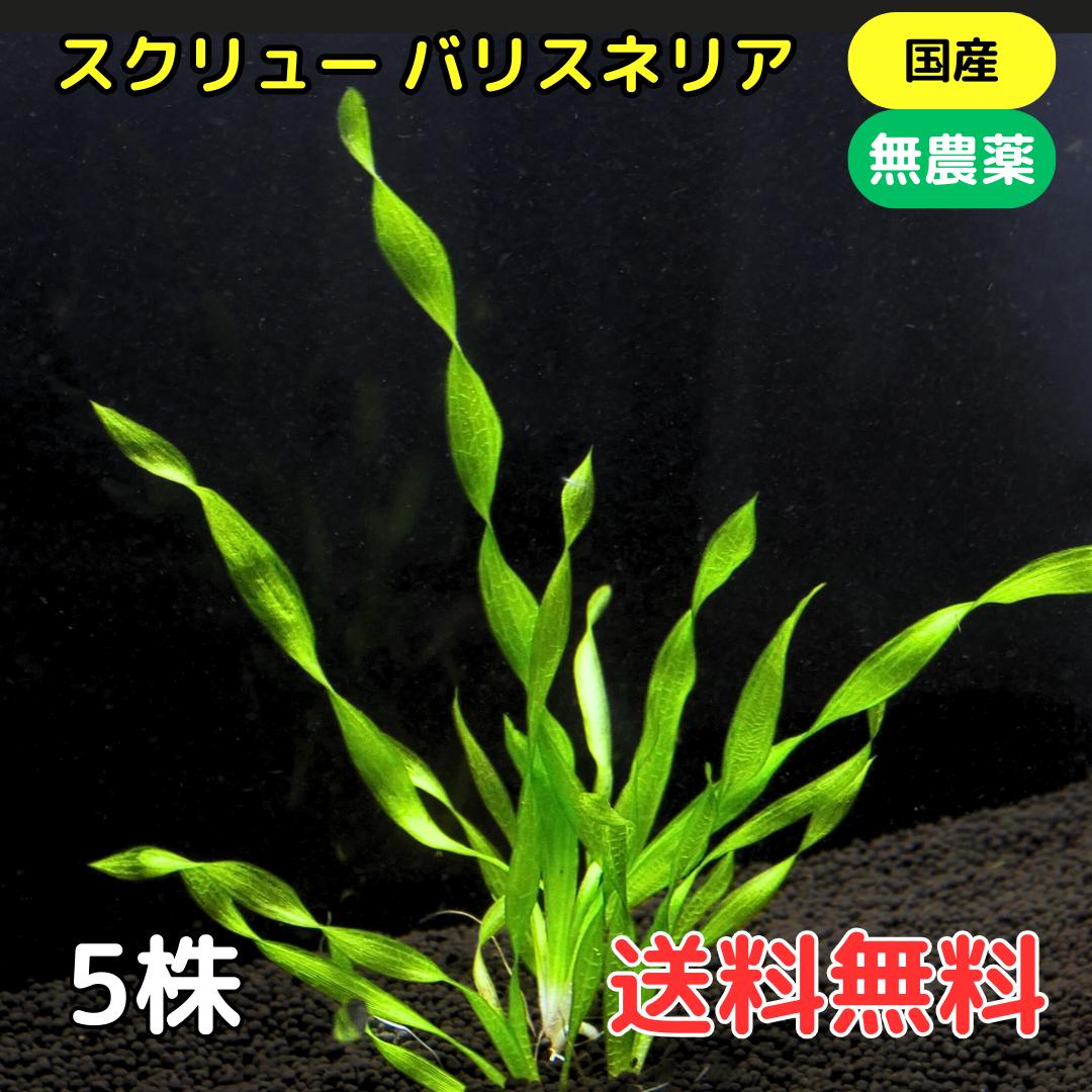 スクリューバリスネリア 5株 国産 無農薬 送料無料 ネジレモ 水草 アクアリウム メダカ 熱帯魚