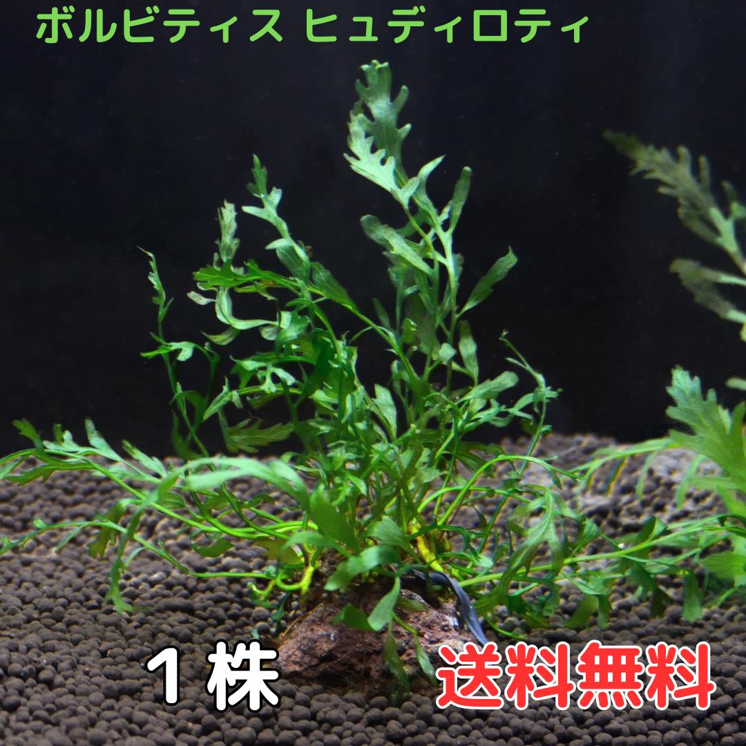 ボルビティスヒュディロティ1株 （1株4葉前後) 水草 陰性水草 アクアリウム 送料無料 シダ 透明感のある水草です。 ボルビティスヒュディロティ1株送料無料　セット内容1株4葉（1株当たり4葉前後）がおおよその目安となります。3枚目の画像をご確認ください。葉に深く切れ込みがあり、透明感のある深い緑色の水草です。シダの仲間の水草で、丈夫な水草です。活着する性質があるので、石や流木に活着させて手軽にレイアウトを組むことができます。陰性水草の仲間なので、強い光量を必要としないため手軽に始められます。根から新芽を発芽させて株を増やしていきます。輸送に伴う傷により、黒く変色する場合がありますが、シダ病ではありません。無農薬水草になります。自社で栽培されており、農薬の恐れのある輸入水草とは分けて管理しているため、安心してお使いいただけます。水草育成水槽にはヤマトヌマエビが入っており、元気に生活している環境です。ネコポスでの発送になります。ポスト内は高温になりやすく、水草は傷みやすいため、できるだけ早くお受け取りください。※画像はイメージです。育成状態によりサイズや葉数、色、量等が画像と異なる場合がございます。※無農薬水草は、生体の安全を保障するものではありません。 5