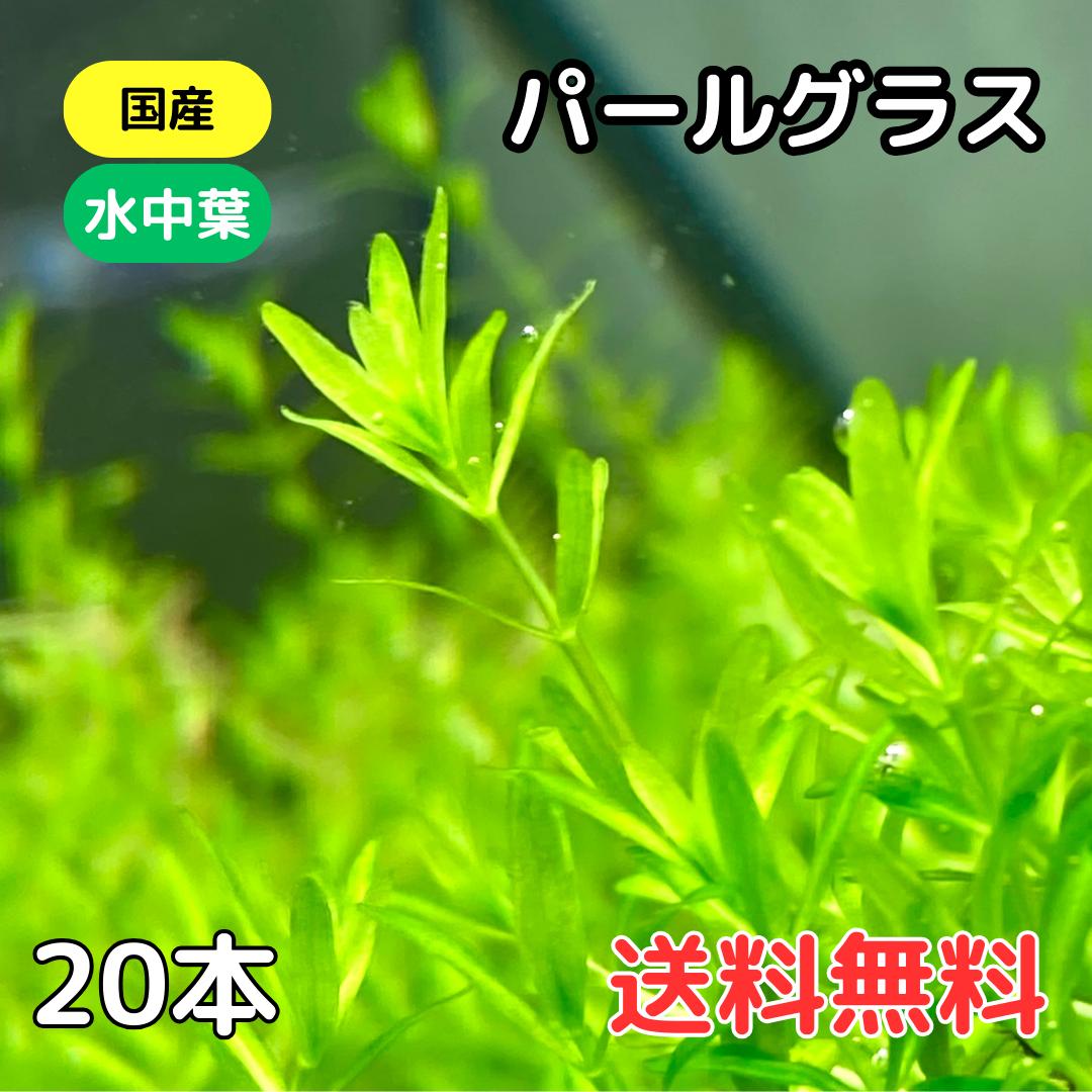 国産 パールグラス 水中葉 20本 送料無料 水草 中景草 後景草 送料無料 1000円ポッキリ ぽ ...