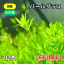 国産 パールグラス 水中葉 20本 送料無料 水草 中景草 後景草 送料無料 1000円ポッキリ ぽっきり