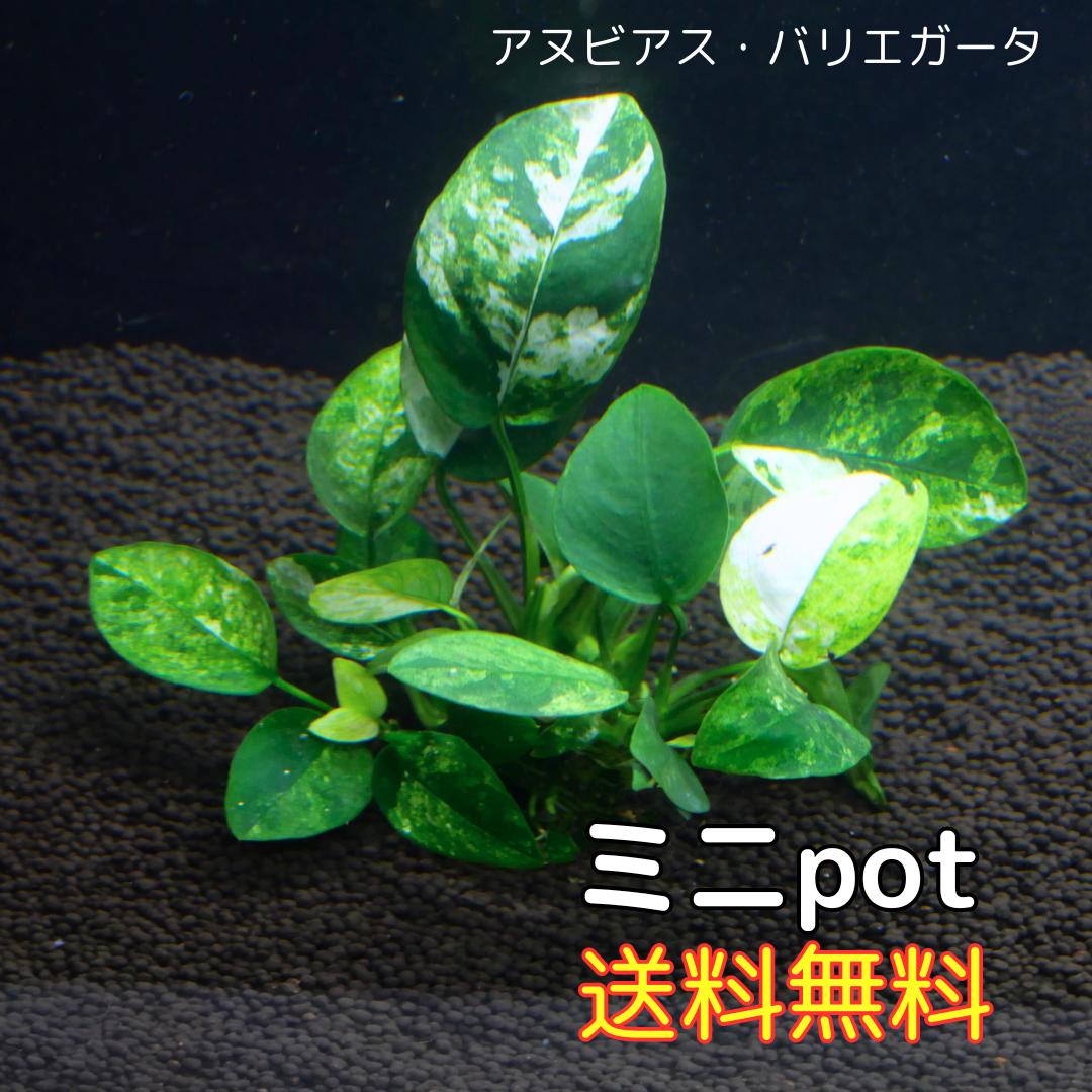 アヌビアス・バリエガータ ミニpot（4葉前後）斑入り 水草 陰性水草 アクアリウム 送料無料 アヌビアス 水草 サトイモ科 スノーフレーク スノーホワイト
