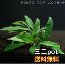 アヌビアス ミニマ バリエガータ （ミニマ バリガータ）ミニPOT（4葉前後） 水草 陰性水草 アクアリウム 送料無料 アヌビアス 水草 サトイモ科 細い葉のアヌビアス アヌビアス ミニマ バリエガータミニポット送料無料　セット内容4葉前後がおおよその目安となります。3枚目の画像をご確認ください。先の細い葉がきれいな種類です。育成方法も変わらず、丈夫な品種です。輸送に伴う傷がある場合があります。輸入水草のため、残留農薬の恐れがあります。洗浄はしてありますが、エビ等水質に敏感な生体がいる水槽への導入は、お客様の自己責任にてお願いします。ネコポスはポスト投函にてお届けいたします。ポスト内は外気温に左右されやすいため、早めの回収をお願いいたします。※画像はイメージです。育成状態によりサイズや葉数、色、量等が画像と異なる場合がございます。 1