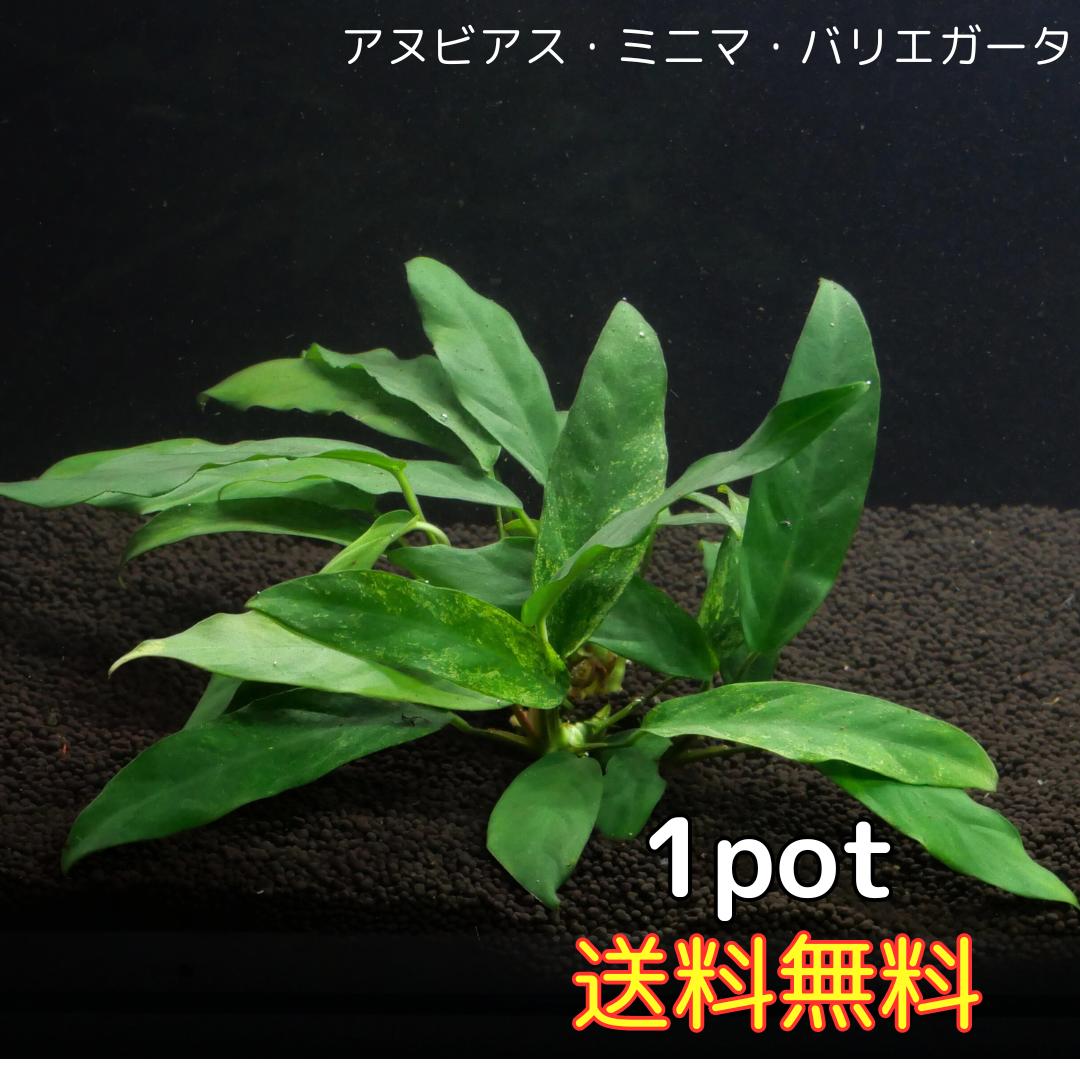 アヌビアス ミニマ バリエガータ （ミニマ バリガータ）1POT（8葉前後） 水草 陰性水草 アクアリウム 送料無料 アヌビアス 水草 サトイモ科 細い葉のアヌビアス アヌビアス ミニマ バリエガータ1ポット送料無料　セット内容8葉前後がおおよその目安となります。3枚目の画像をご確認ください。先の細い葉がきれいな種類です。育成方法も変わらず、丈夫な品種です。輸送に伴う傷がある場合があります。輸入水草のため、残留農薬の恐れがあります。洗浄はしてありますが、エビ等水質に敏感な生体がいる水槽への導入は、お客様の自己責任にてお願いします。ネコポスはポスト投函にてお届けいたします。ポスト内は外気温に左右されやすいため、早めの回収をお願いいたします。※画像はイメージです。育成状態によりサイズや葉数、色、量等が画像と異なる場合がございます。 1