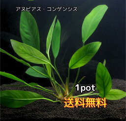 アヌビアス コンゲンシス 1POT（8葉前後）水草 陰性水草 アクアリウム 送料無料 アヌビアス 水草 サトイモ科