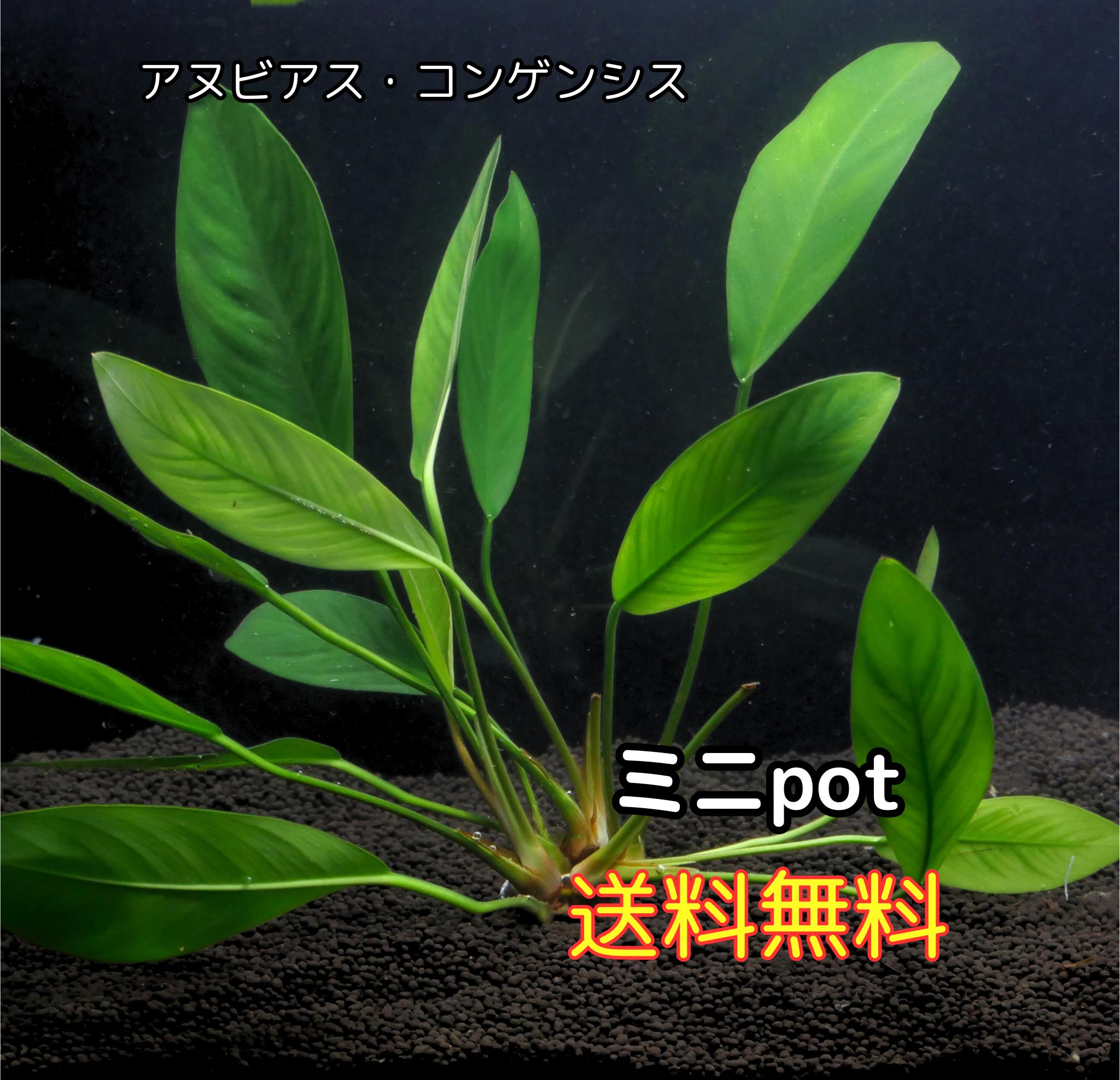 アヌビアス コンゲンシス ミニPOT（4葉前後）水草 陰性水草 アクアリウム 送料無料 アヌビアス 水草 サトイモ科 1000円ポッキリ