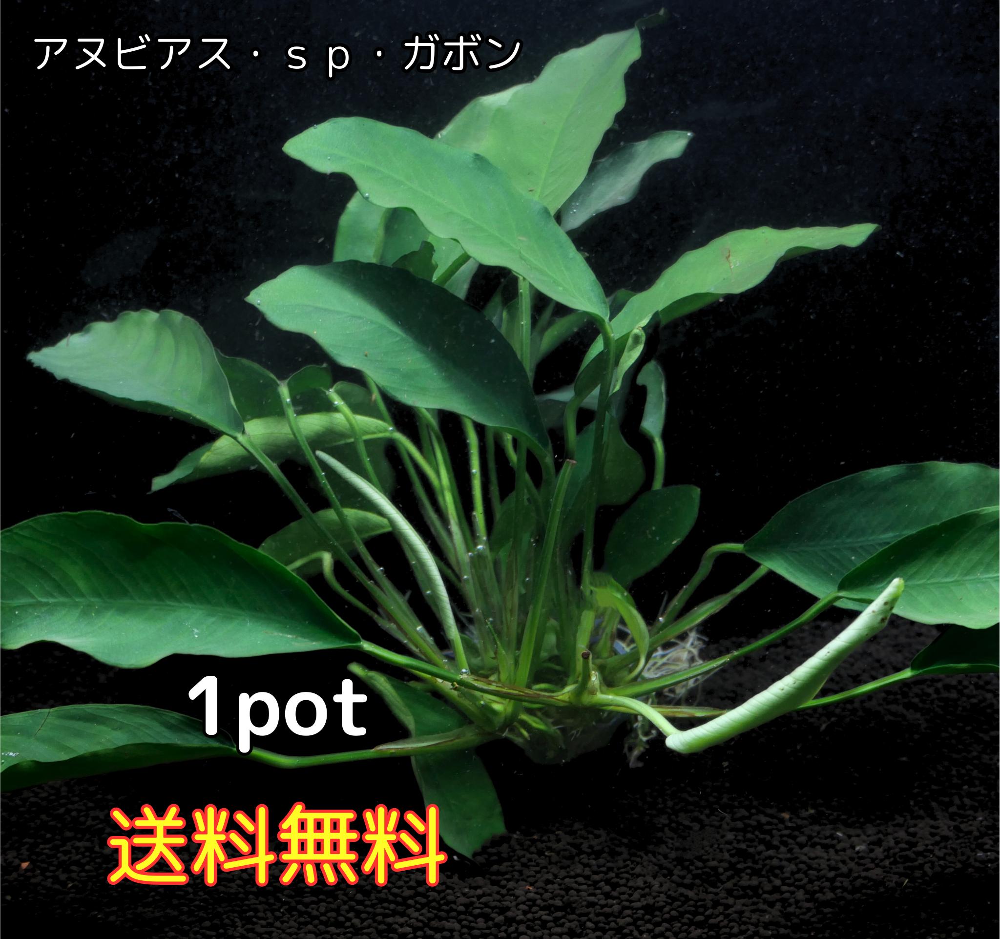 アヌビアスsp. ガボン 1POT（8葉前後）水草 陰性水草 アクアリウム 送料無料 アヌビアス 水草 サトイモ科