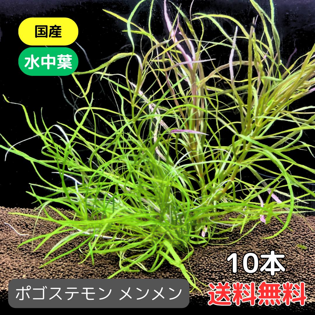 ポゴステモン メンメン 10本 国産 水中葉 水草 アクアリウム メダカ 送料無料 熱帯魚 植物 アクアプランツ 水族館