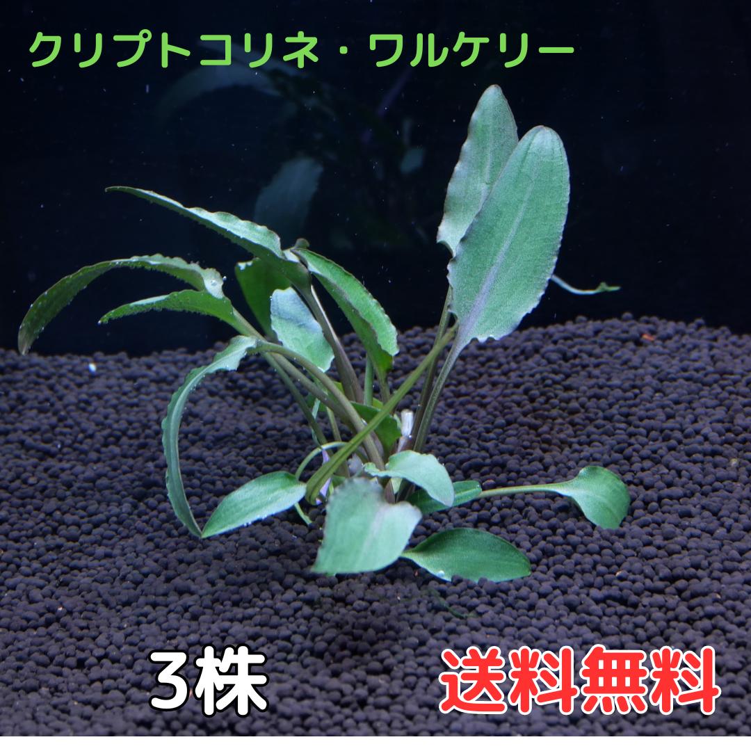 クリプトコリネ・ワルケリー 半pot 送料無料 水草 陰性水草 アクアリウム 半ポット 3株