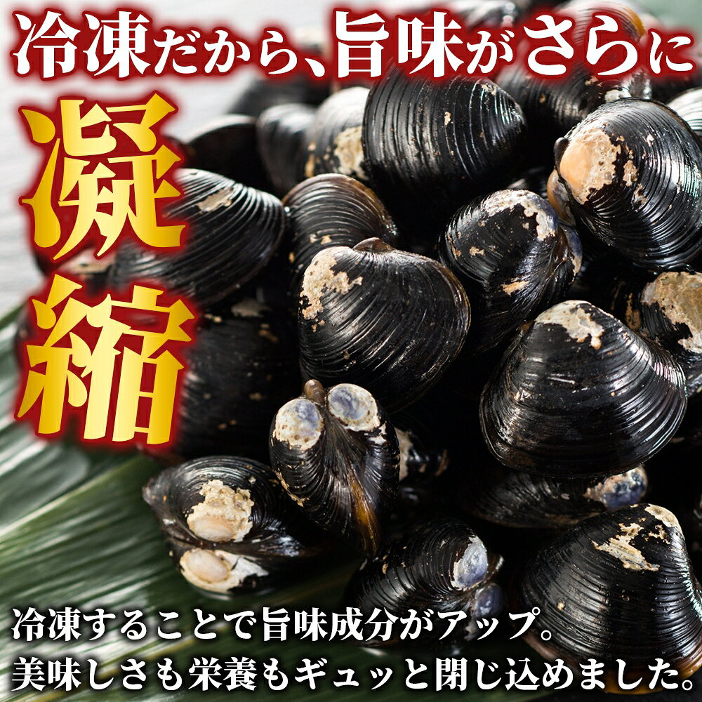冷凍 しじみ 1kg (1kg×1袋) 大容量 砂抜き処理済 殻付き 貝 蜆汁 しじみの味噌汁 ...