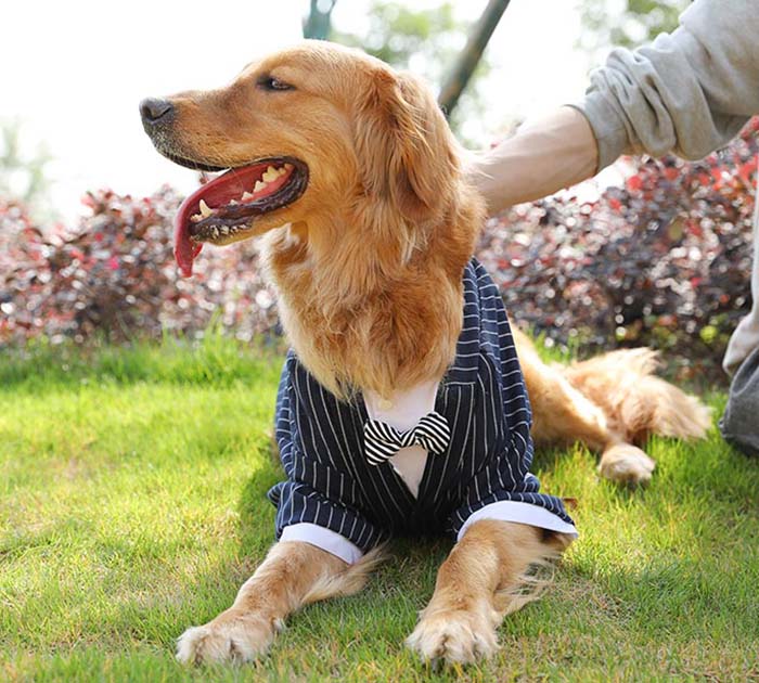 ドッグ 服 犬 タキシード 大型犬 中型犬 小型犬 超小型犬 ペット スーツ 蝶ネクタイ付き フォーマル おめかし お出かけ 記念日 パーティ 3