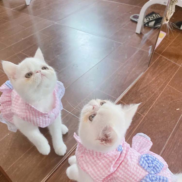 キャットウエア ペットウエア 猫 かわいい 送料無料 レース チェック 可愛い ブルー ピンク 犬 S M L XL 2XL 服 姫 ボタン式 大きいサイ