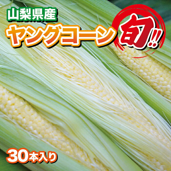 楽天市場】ヤング コーンの通販