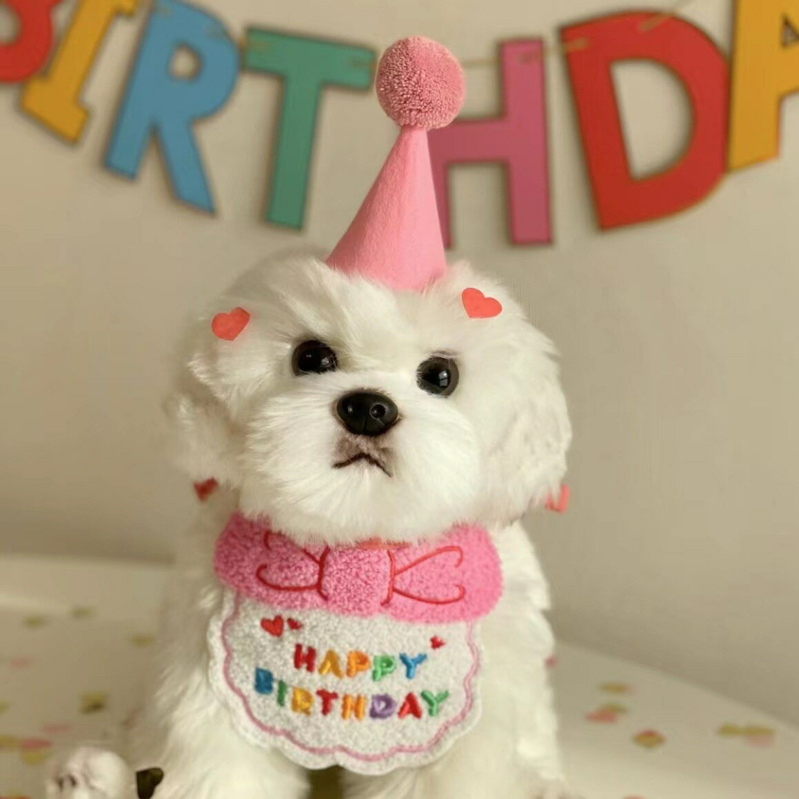 バースデイ スタイ ペット 犬 猫 誕生日 記念日 おしゃれ かわいい 男の子 女の子 SNS映え 小型犬 中型犬 2色エプロン ペットウェア お祝い アニバーサリー よだれかけ