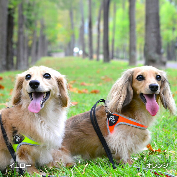 リベルタ フルオ 1.5 イエロー ▼g ペット グッズ 犬 ドッグ アクセサリー ハーネス...