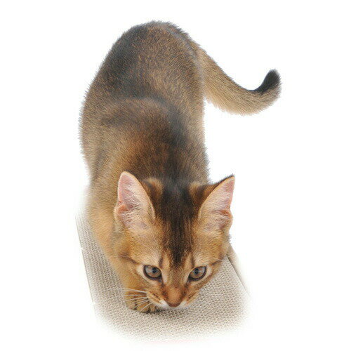 Petio �ڥƥ��� ξ�̻Ȥ���Ĥ�ߤ��� ��ޥҥ� ��a �ڥå� ǭ ����å� ���᤭