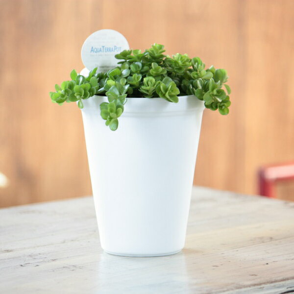シンプルなホワイトのアクアテラポット 選べる10種の植物 鉢植え 底面給水でお手入れ簡単♪ ギフトにも喜ばれます 【送料無料】【ラッピング・メッセージカード無料】【観葉植物 鉢 ミニ ギフト】【コンビニ受取対応商品】【02P09Jul16】