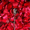 プリザーブドフラワー 金の薔薇 1輪 24金 ギフト母の日 プレゼント ラッピング 退職祝い 卒業祝い 花束 ブーケ プロポーズ 結婚祝い 結婚記念日 開店祝い 周年 プリザードフラワー 送料無料
