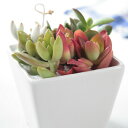 かわいいピックが選べるシンプルな白のスクエアポットに多肉植物 寄せ植えの観葉植物 【ギフト対応】【観葉植物 多肉植物 寄せ植え ギフト】【送料無料】【コンビニ受取対応商品】