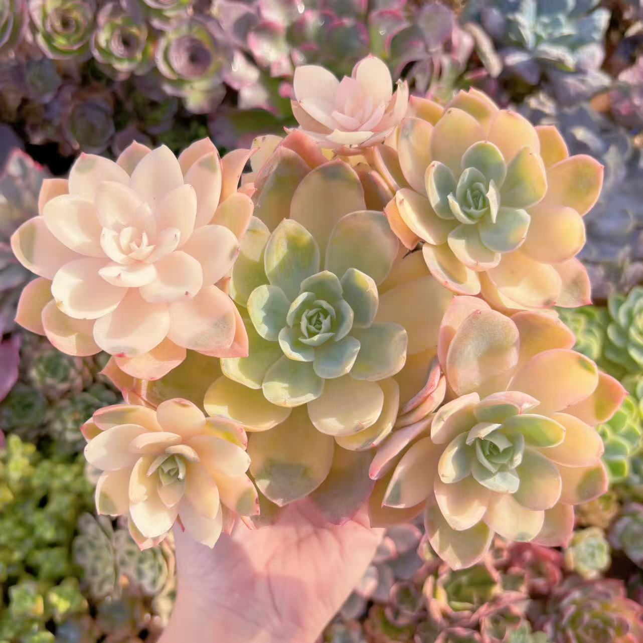 多肉植物 シルクベール錦 大群生 新入荷 るる農園 観葉植物 インテリア グリーン エケベリア セダム ア..