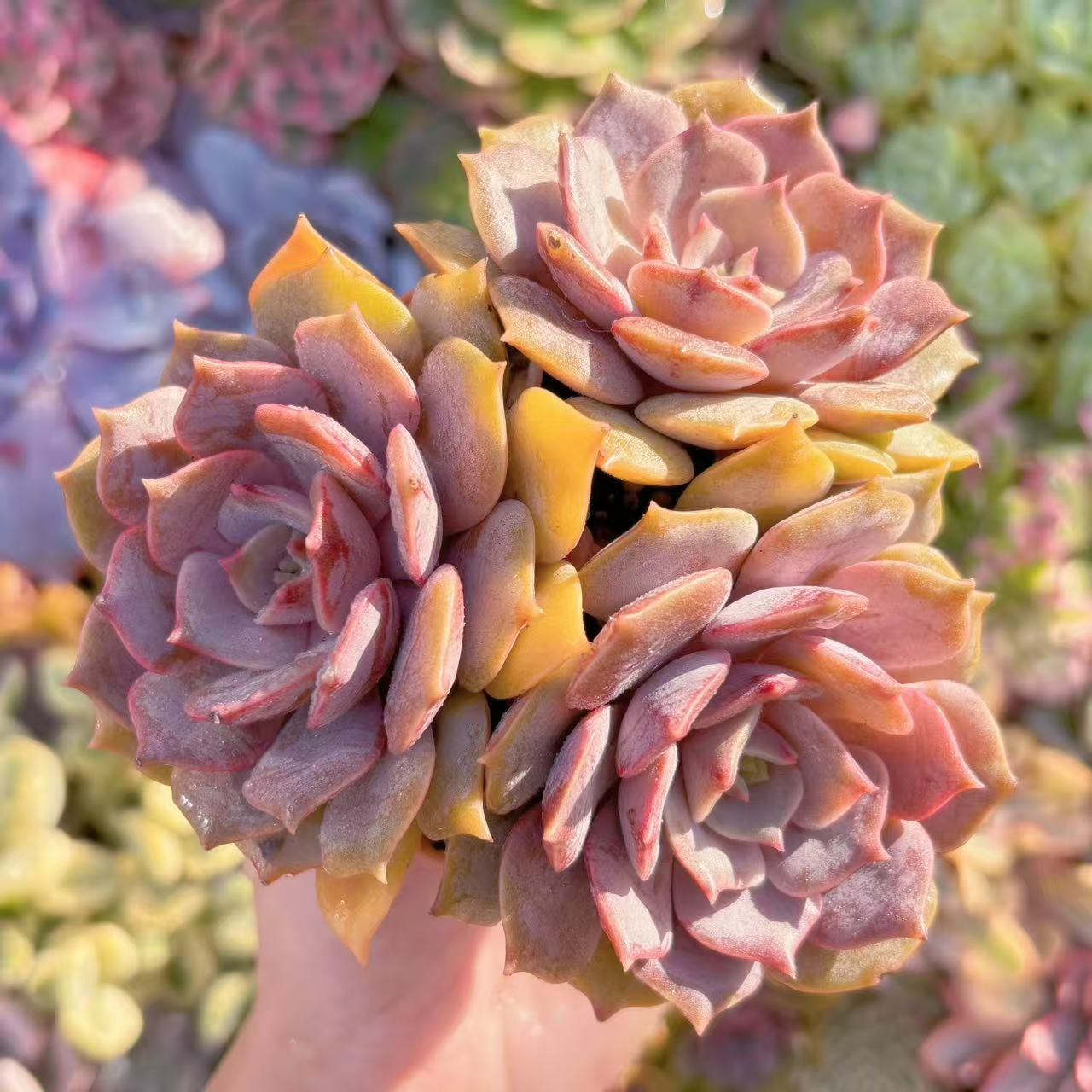 多肉植物 紫姫3頭 群生 在庫僅少 新入荷 るる農園 観葉植物 インテリア グリーン エケベリア セダム ア..