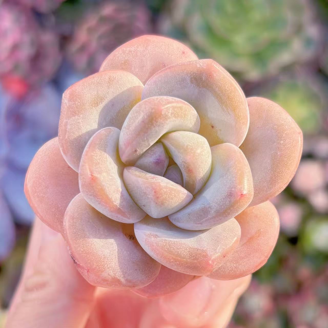 多肉植物 シュークリーム 新入荷 るる農園 観葉植物 インテリア グリーン エケベリア セダム アエオ