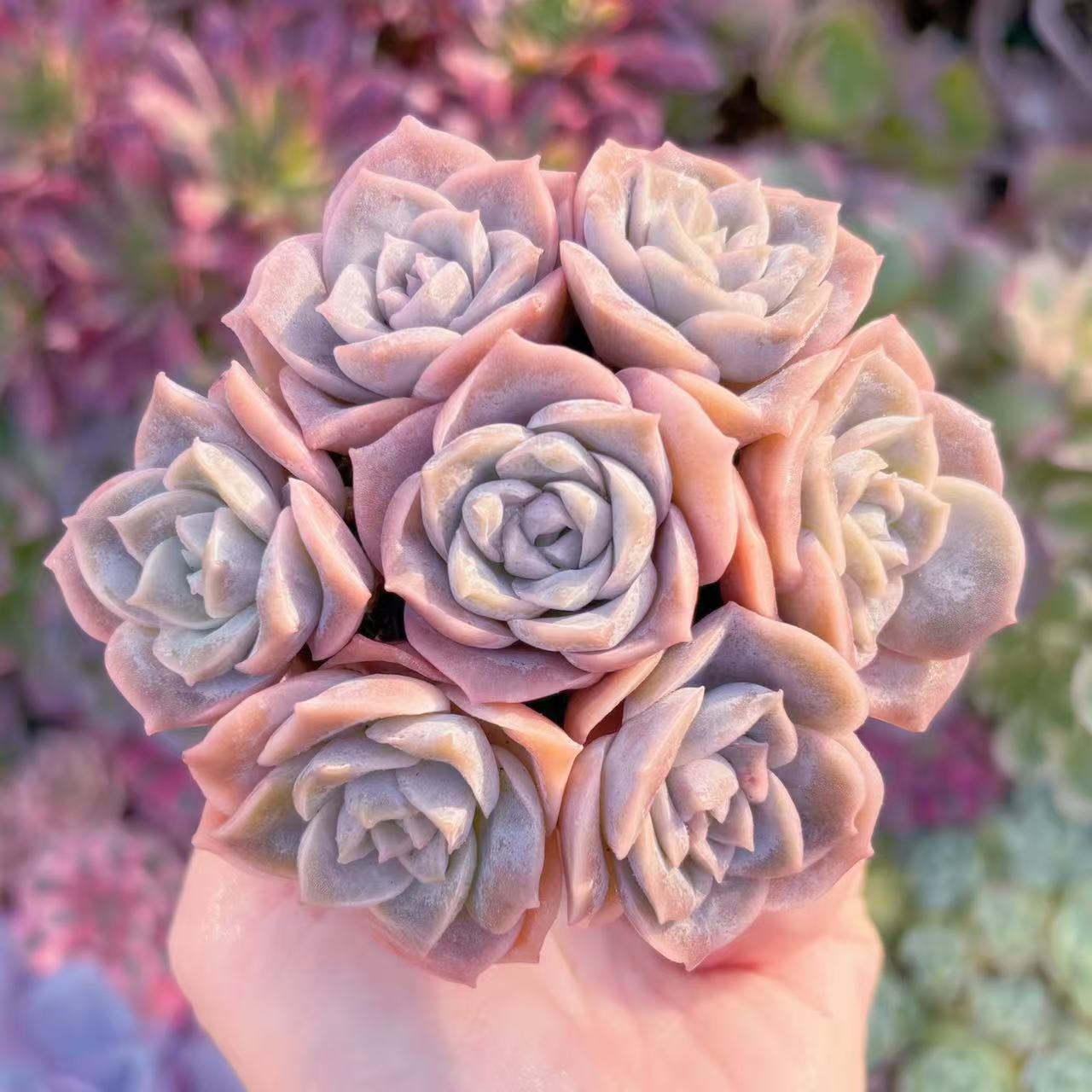 多肉植物 ピンクラブリーローズ(7苗) 在庫僅少 新入荷 るる農園 観葉植物 インテリア グリーン エケベ..