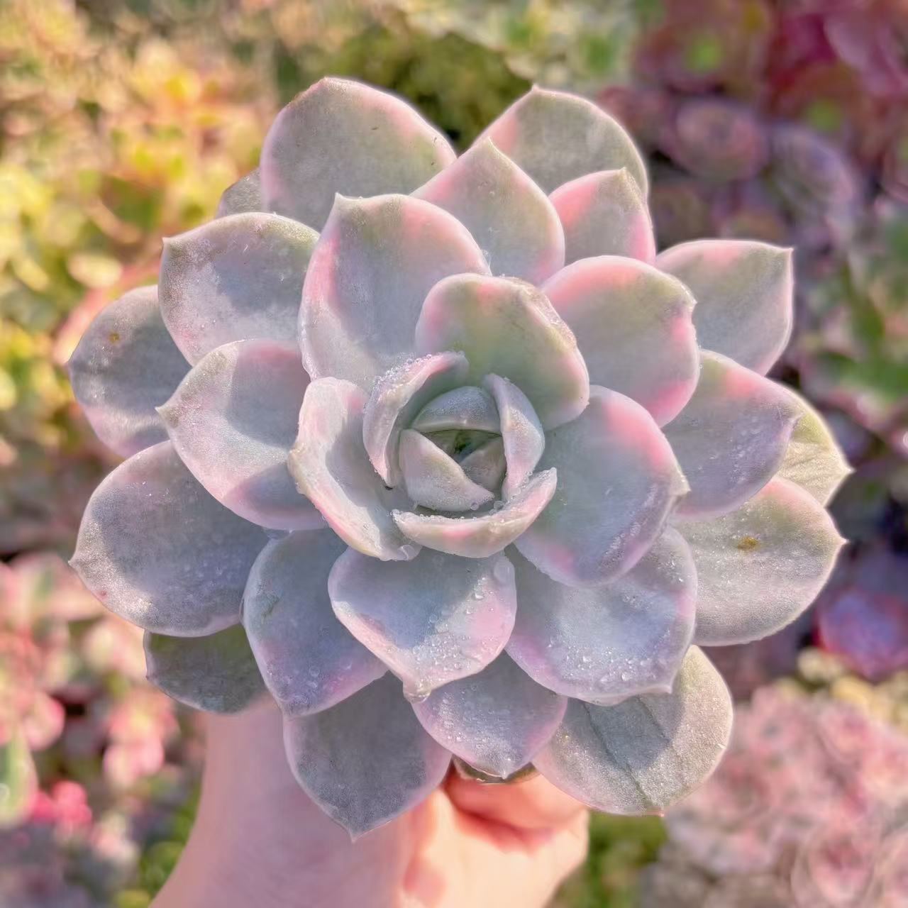 多肉植物 ラブリーローズx白牡丹錦 新入荷 るる農園 観葉植物 インテリア グリーン エケベリア セダム ..