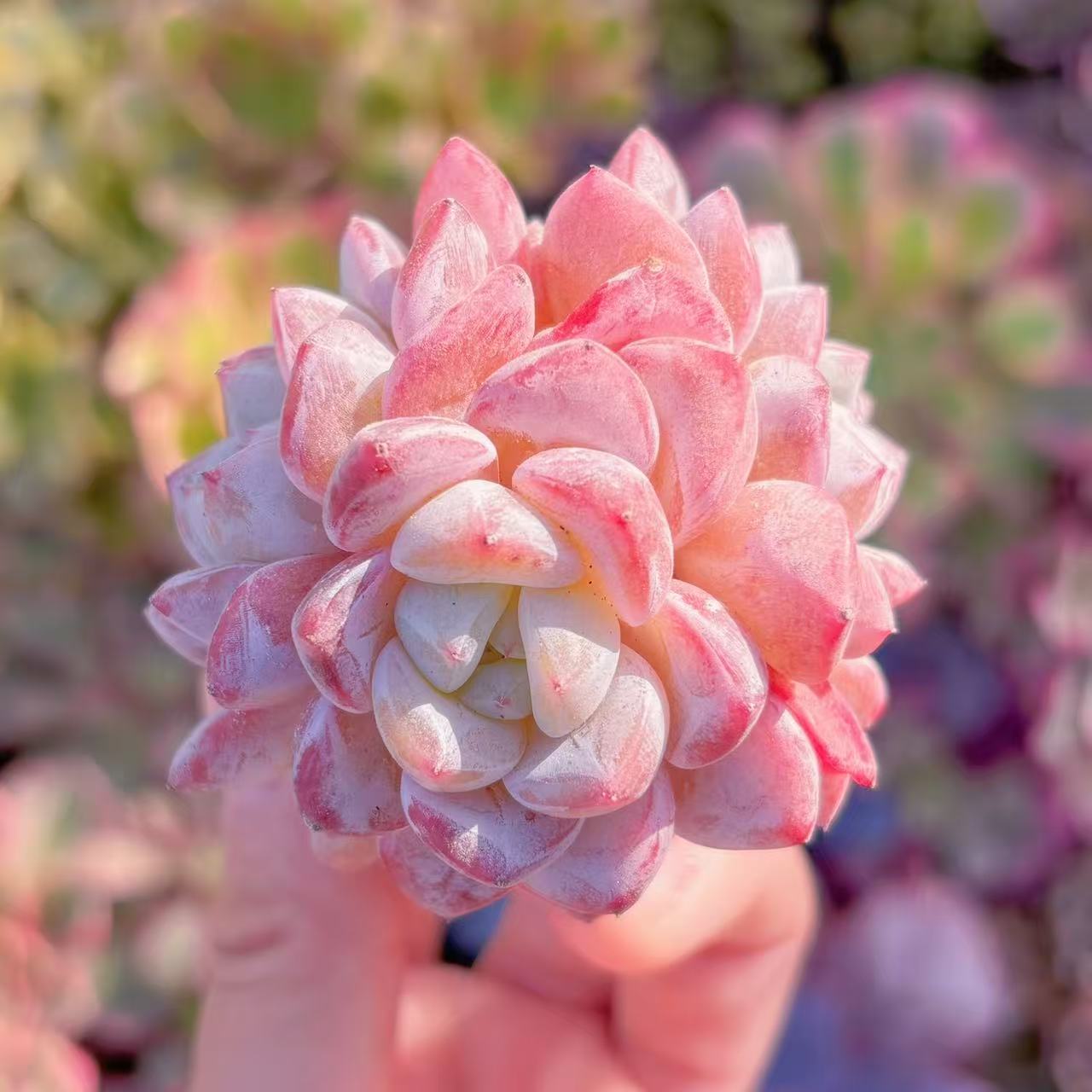 多肉植物 Echeveria Werther 群生 新入荷 るる農園 観葉植物 インテリア グリーン エケベリア セダム ..
