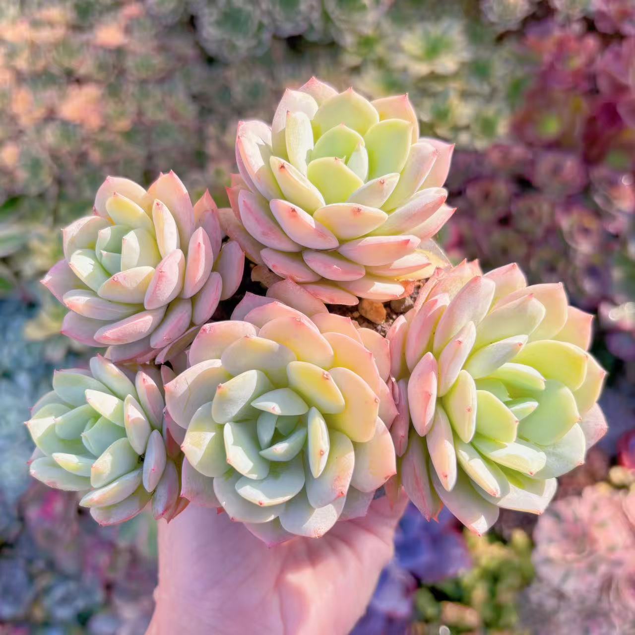 多肉植物 冷香 群生 新入荷 るる農園 観葉植物 インテリア グリーン エケベリア セダム アエオ