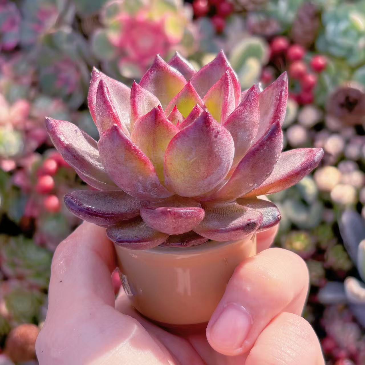 多肉植物 シャンペーンxルビン 新入荷 るる農園 観葉植物 インテリア グリーン エケベリア セダム アエオ