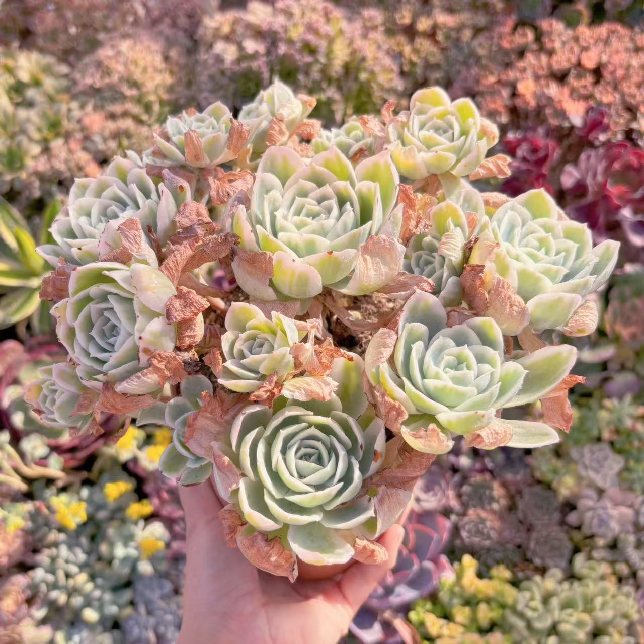 「現物」レモンローズ錦#M214 特特大群生 新入荷 多肉植物 るる農園 観葉植物 インテリア グリーン エケベリア セダム アエオ