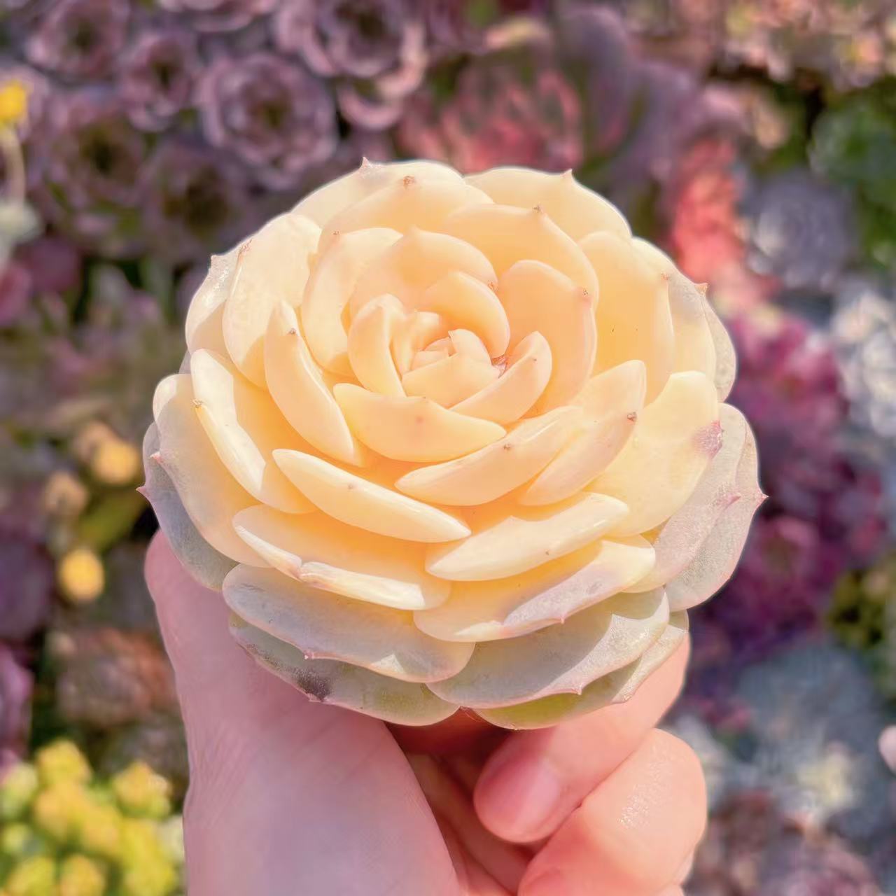 多肉植物 ローラ錦 新入荷 るる農園 観葉植物 寄せ植え インテリア グリーン エケベリア セダム アエオ