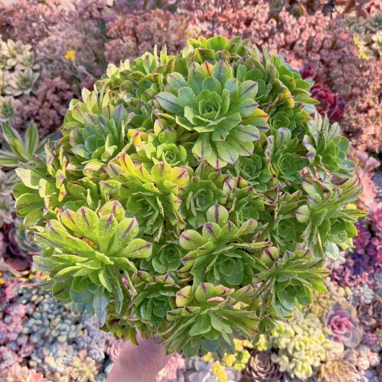 「現物」鬼火緑(きかりょく)#M255 特特大群生 新入荷 多肉植物 るる農園 観葉植物 インテリア グリーン エケベリア セダム アエオ