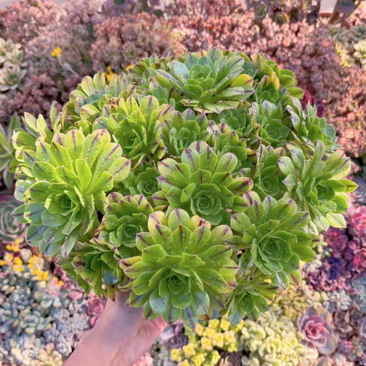 「現物」鬼火緑(きかりょく)#M255 特特大群生 新入荷 多肉植物 るる農園 観葉植物 インテリア グリーン エケベリア セダム アエオ