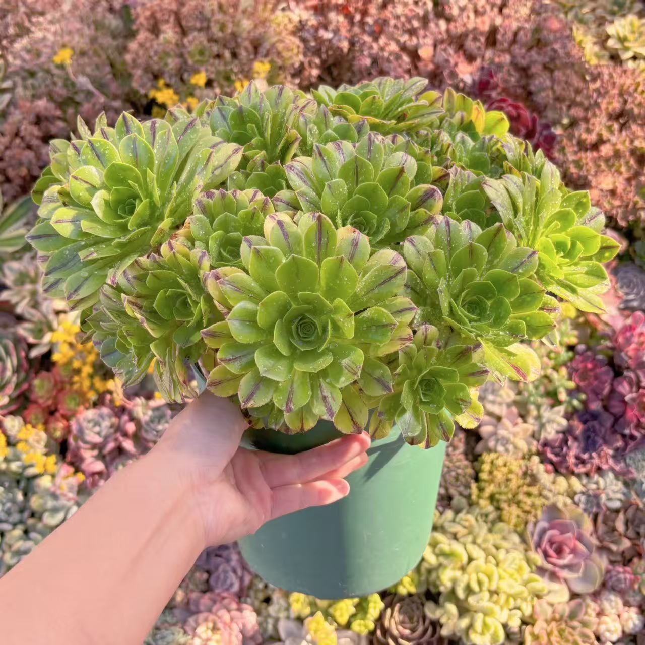 「現物」鬼火緑(きかりょく)#M255 特特大群生 新入荷 多肉植物 るる農園 観葉植物 インテリア グリーン エケベリア セダム アエオ
