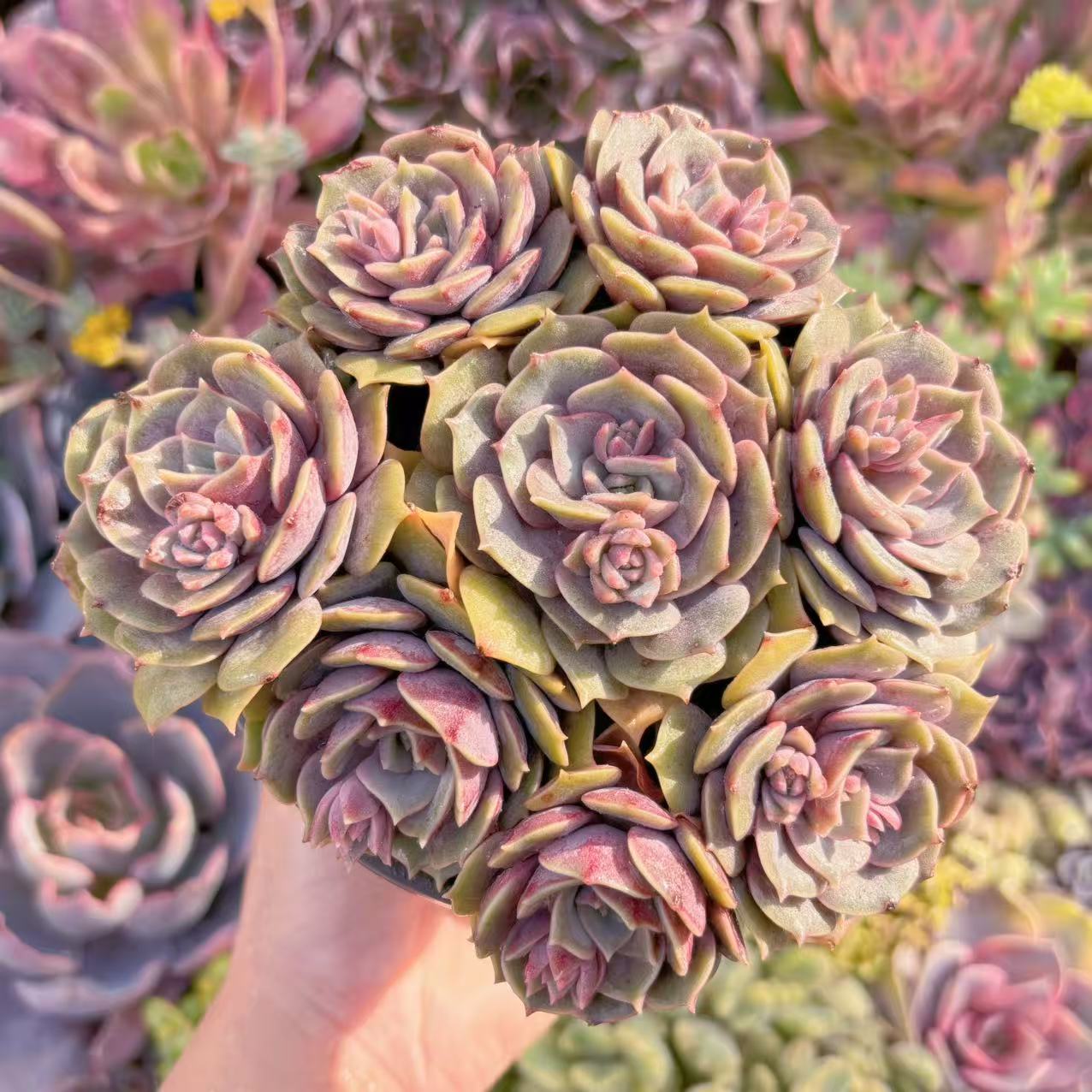 楽天市場】多肉植物 紫（花・観葉植物｜花・ガーデン・DIY）の通販
