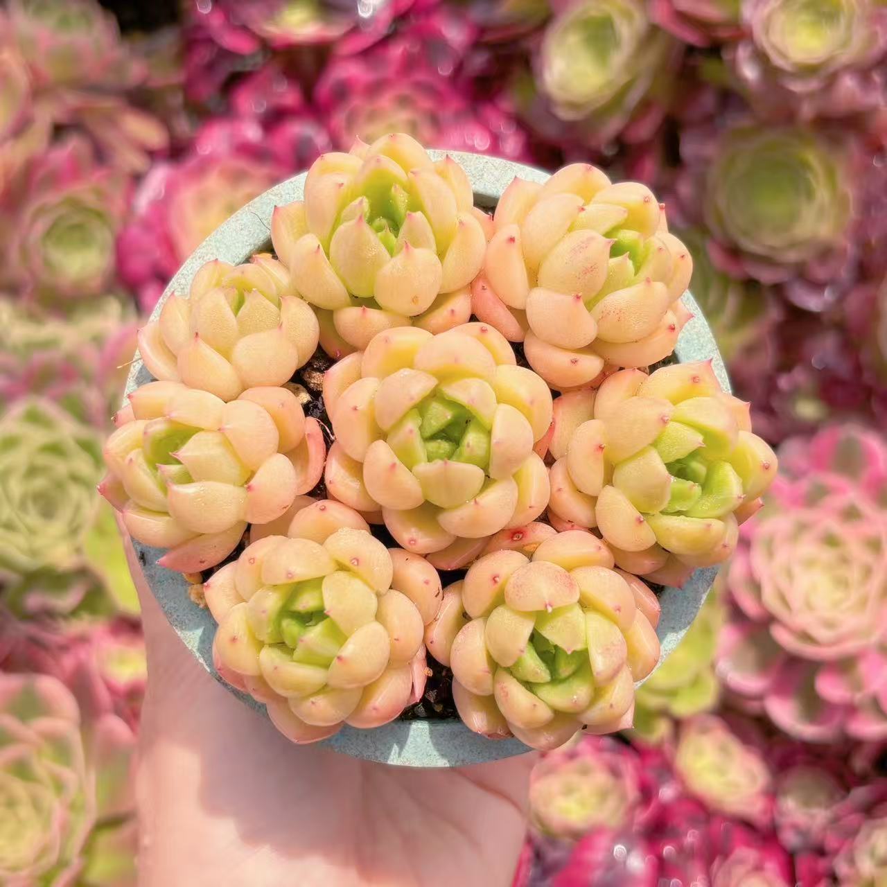 多肉植物 晴空(7苗) 新入荷 るる農園 観葉植物 インテリア グリーン エケベリア セダム アエオ 寄せ植え