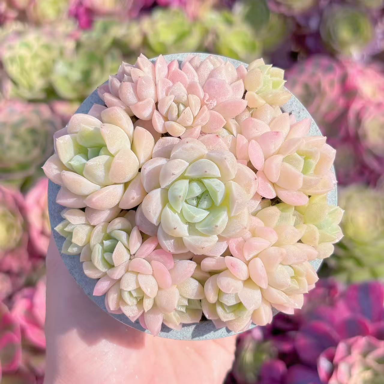 楽天市場】ブルー 多肉植物（花・ガーデン・DIY）の通販