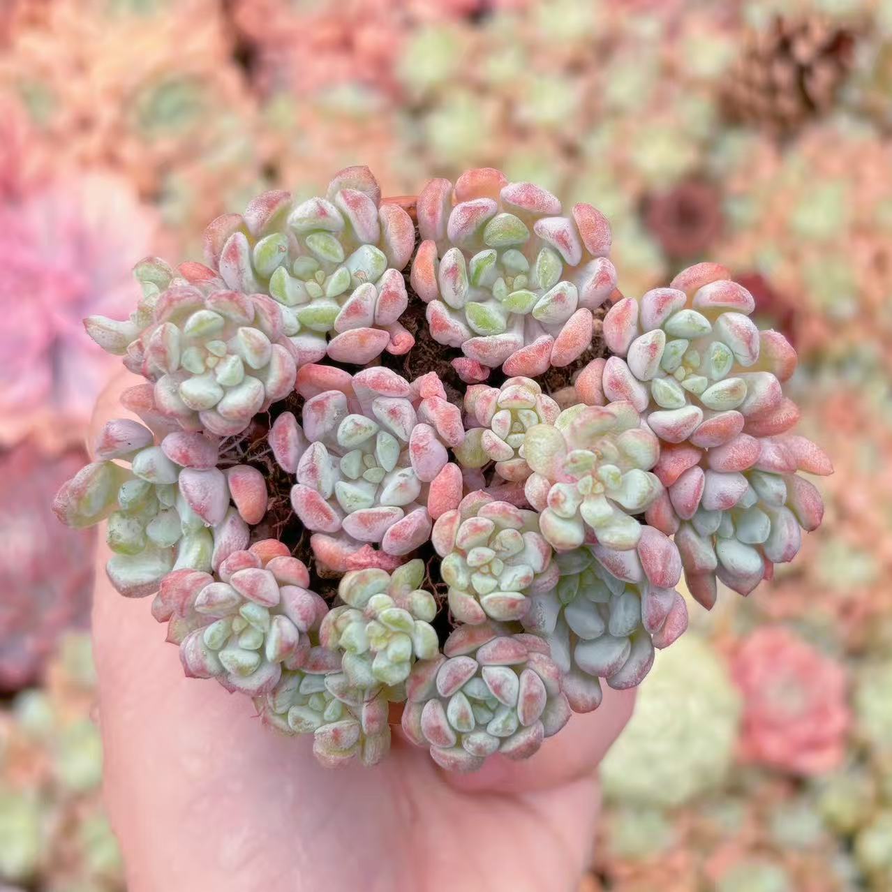 楽天市場】盆栽鉢（観葉植物｜花・観葉植物）：花・ガーデン・DIYの通販