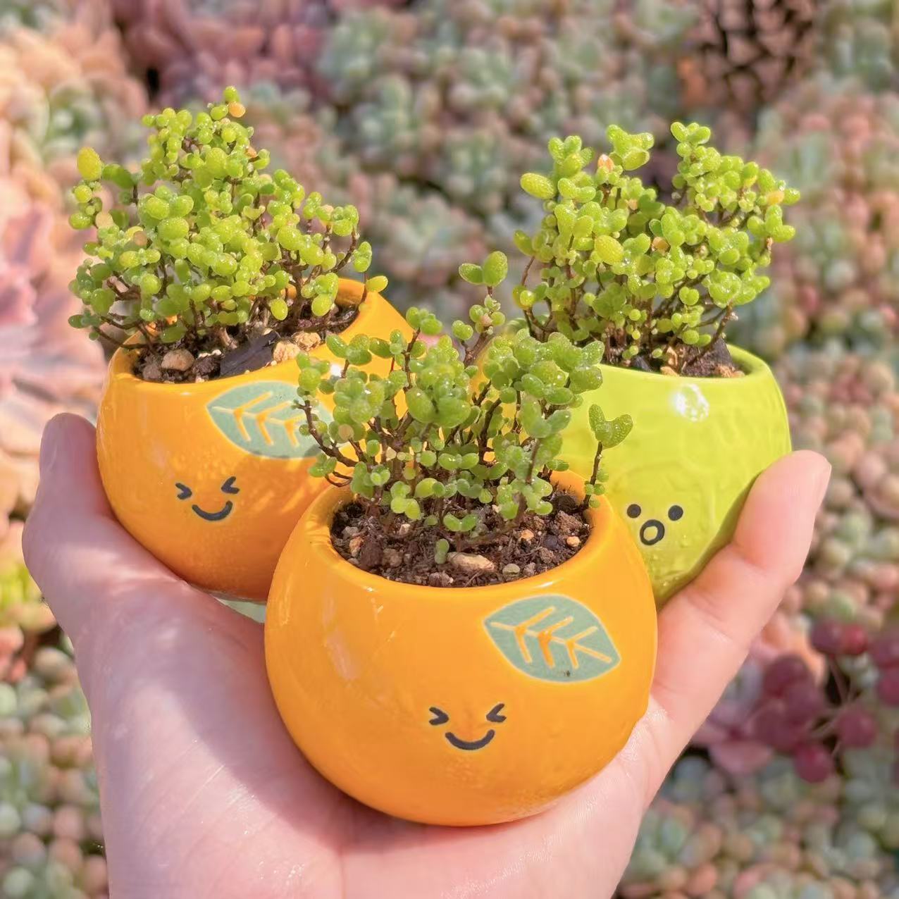 楽天市場】多肉植物 ドロサンテマムの通販