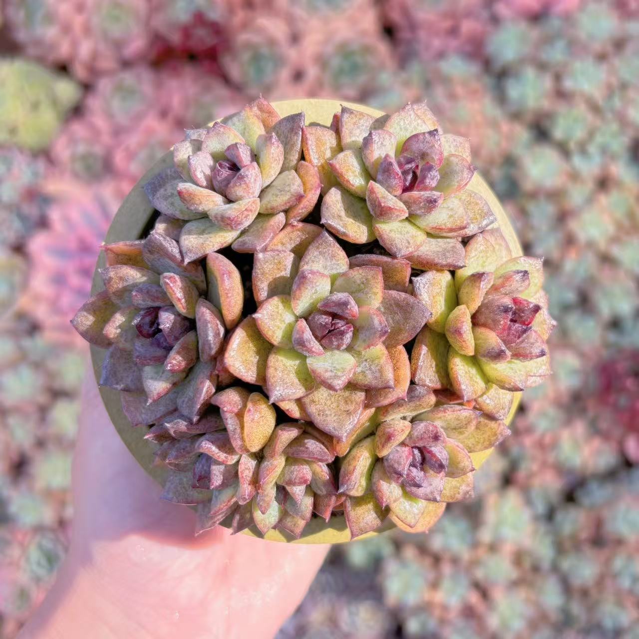 楽天市場】水晶（観葉植物｜花・観葉植物）：花・ガーデン・DIYの通販