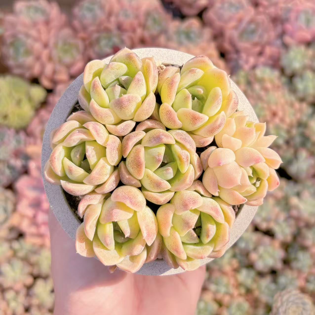楽天市場】多肉植物 紫（花・観葉植物｜花・ガーデン・DIY）の通販