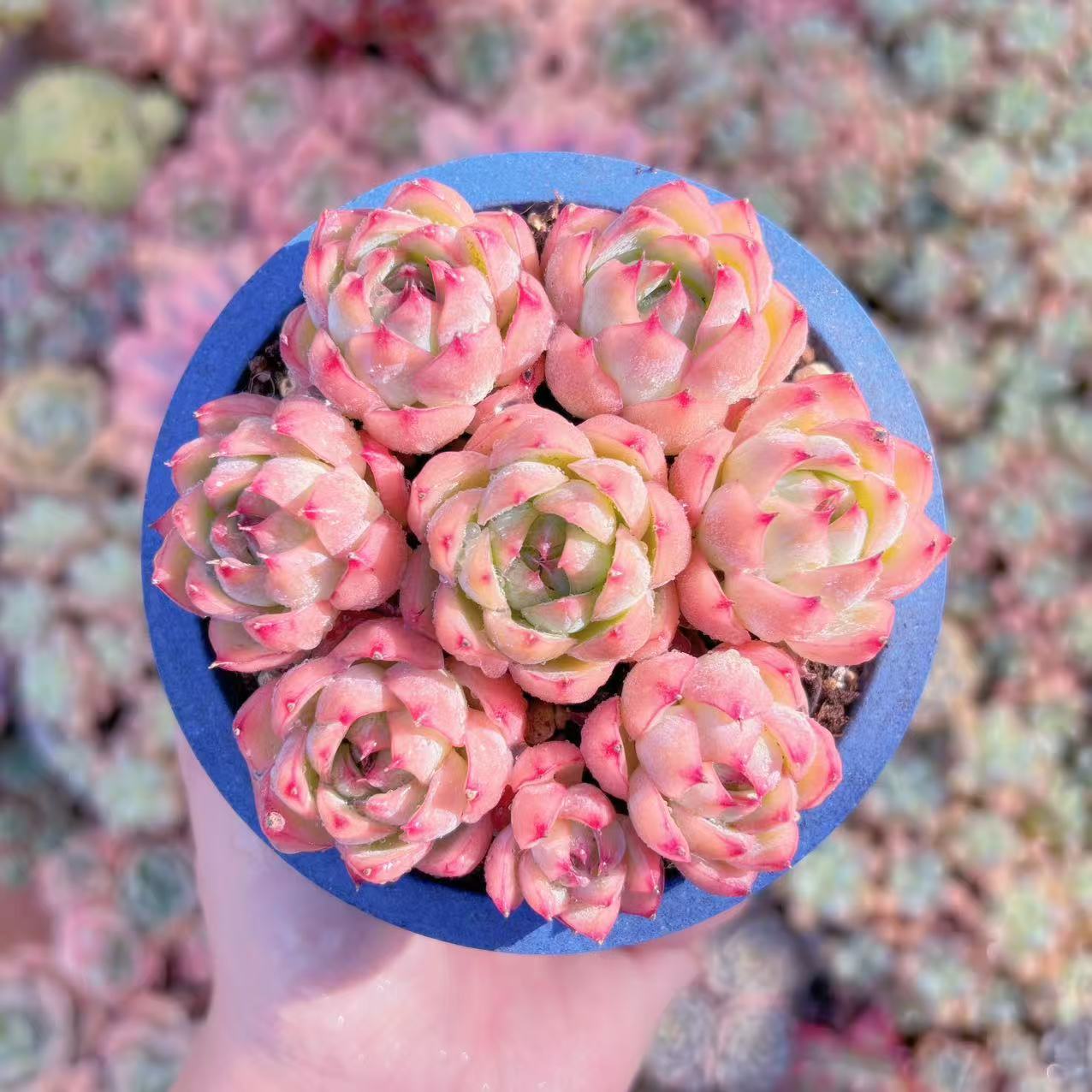 楽天市場】多肉 植物 ピンク ルビーの通販