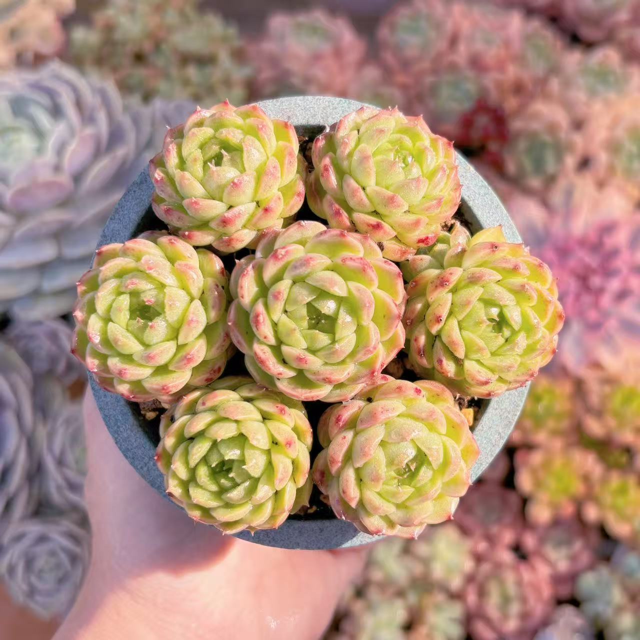 楽天市場】ブルー 青（種類（植木鉢）盆栽鉢）（花・ガーデン・DIY）の通販