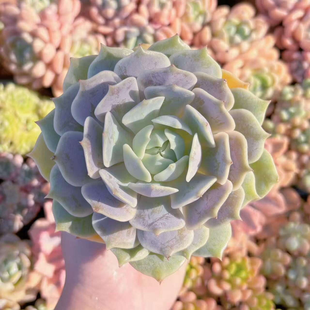 楽天市場】多肉植物 ローラの通販