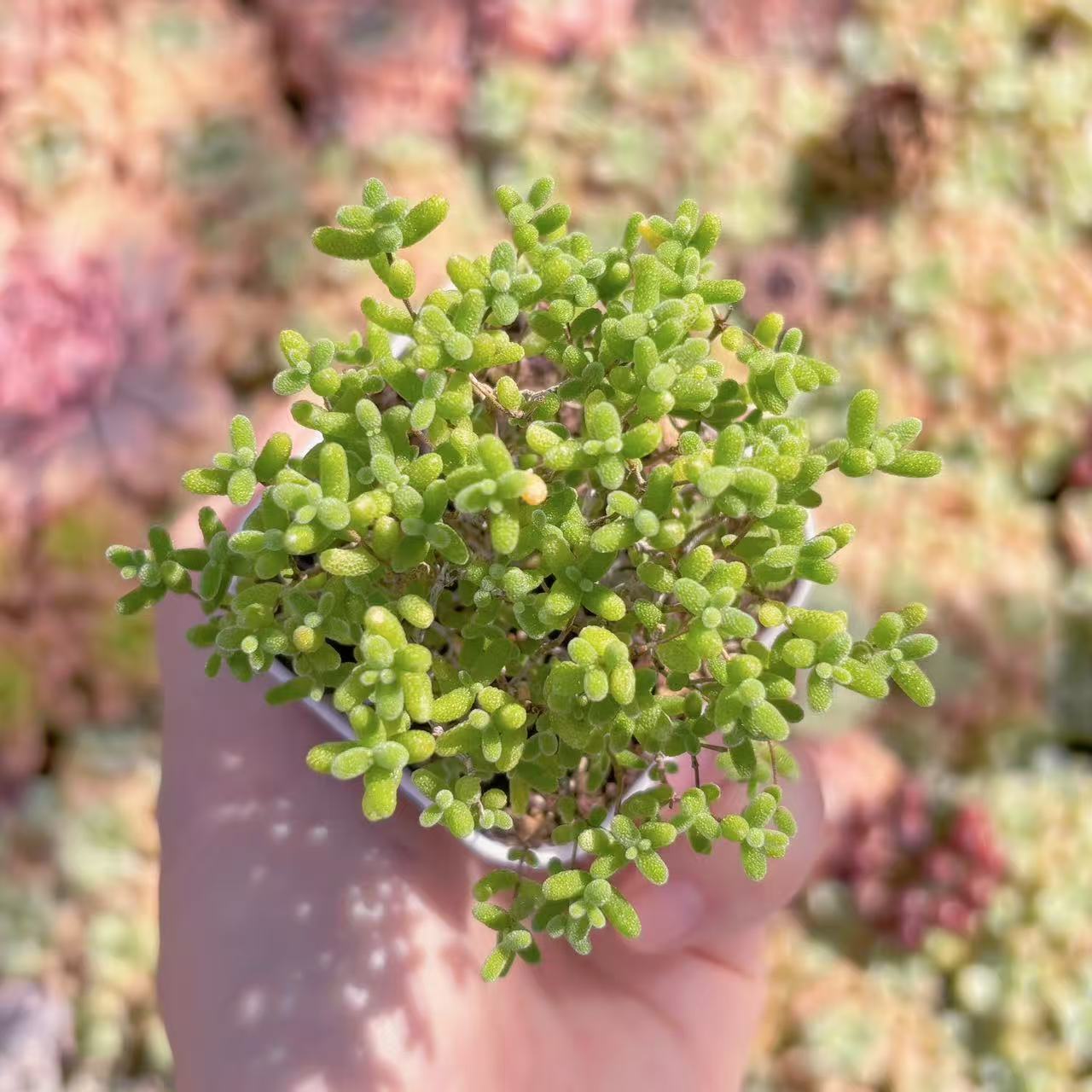 楽天市場】盆栽鉢（観葉植物｜花・観葉植物）：花・ガーデン・DIYの通販