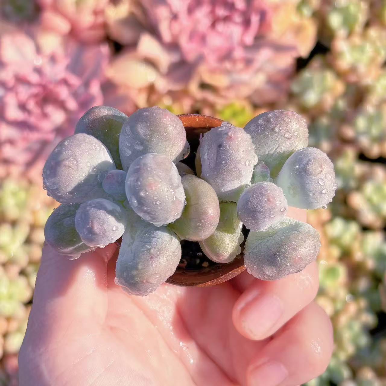楽天市場】盆栽鉢（観葉植物｜花・観葉植物）：花・ガーデン・DIYの通販