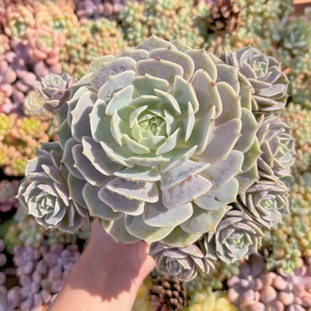 楽天市場】多肉植物 ローラの通販