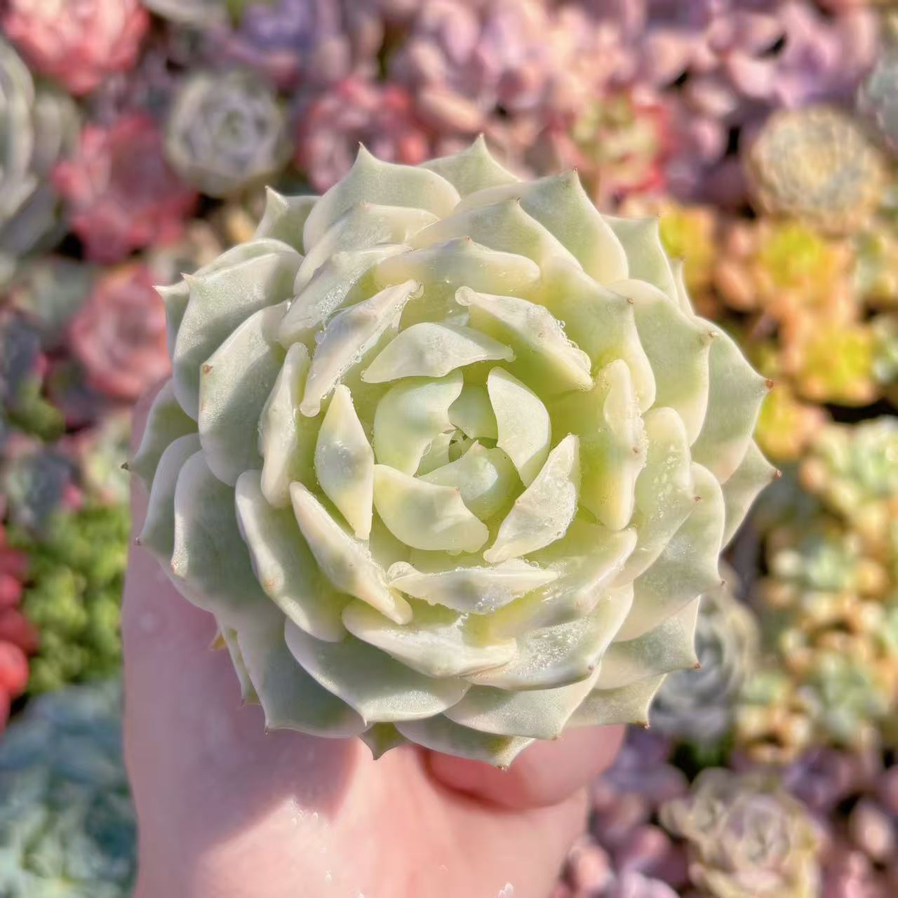 楽天市場】多肉植物 寄せ植え（サイズ（植木鉢）4 ～ 6号）の通販