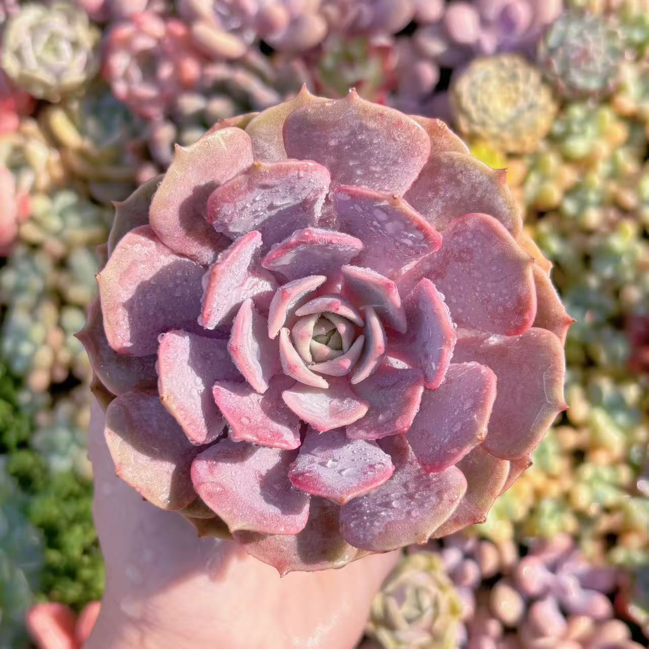 楽天市場】盆栽鉢（観葉植物｜花・観葉植物）：花・ガーデン・DIYの通販
